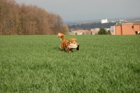 /album/fotogalerie/vycvik-s-kachnou-jpg/